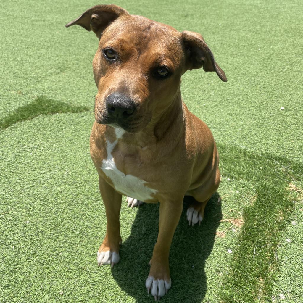 Dolly 6917, an adoptable Carolina Dog, Mixed Breed in LOXAHATCHEE, FL, 33470 | Photo Image 5