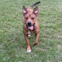 Dolly 6917, an adoptable Carolina Dog, Mixed Breed in LOXAHATCHEE, FL, 33470 | Photo Image 6