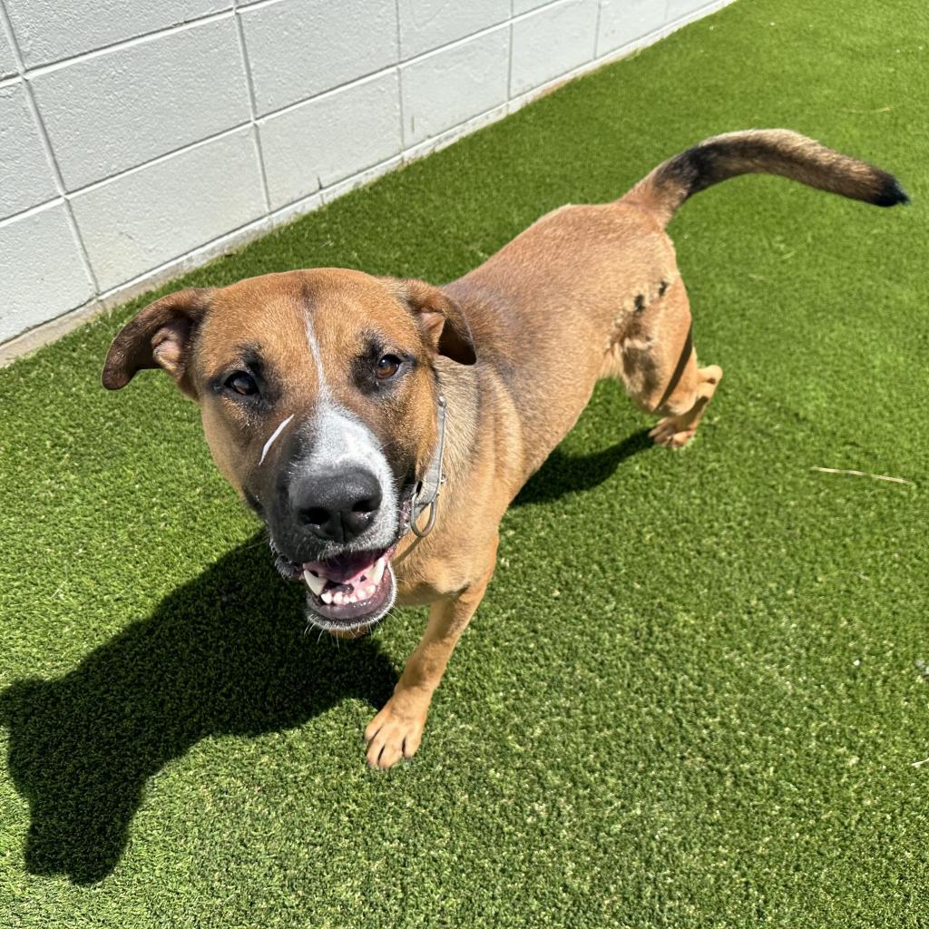 Duke, an adoptable German Shepherd Dog in LOXAHATCHEE, FL, 33470 | Photo Image 5