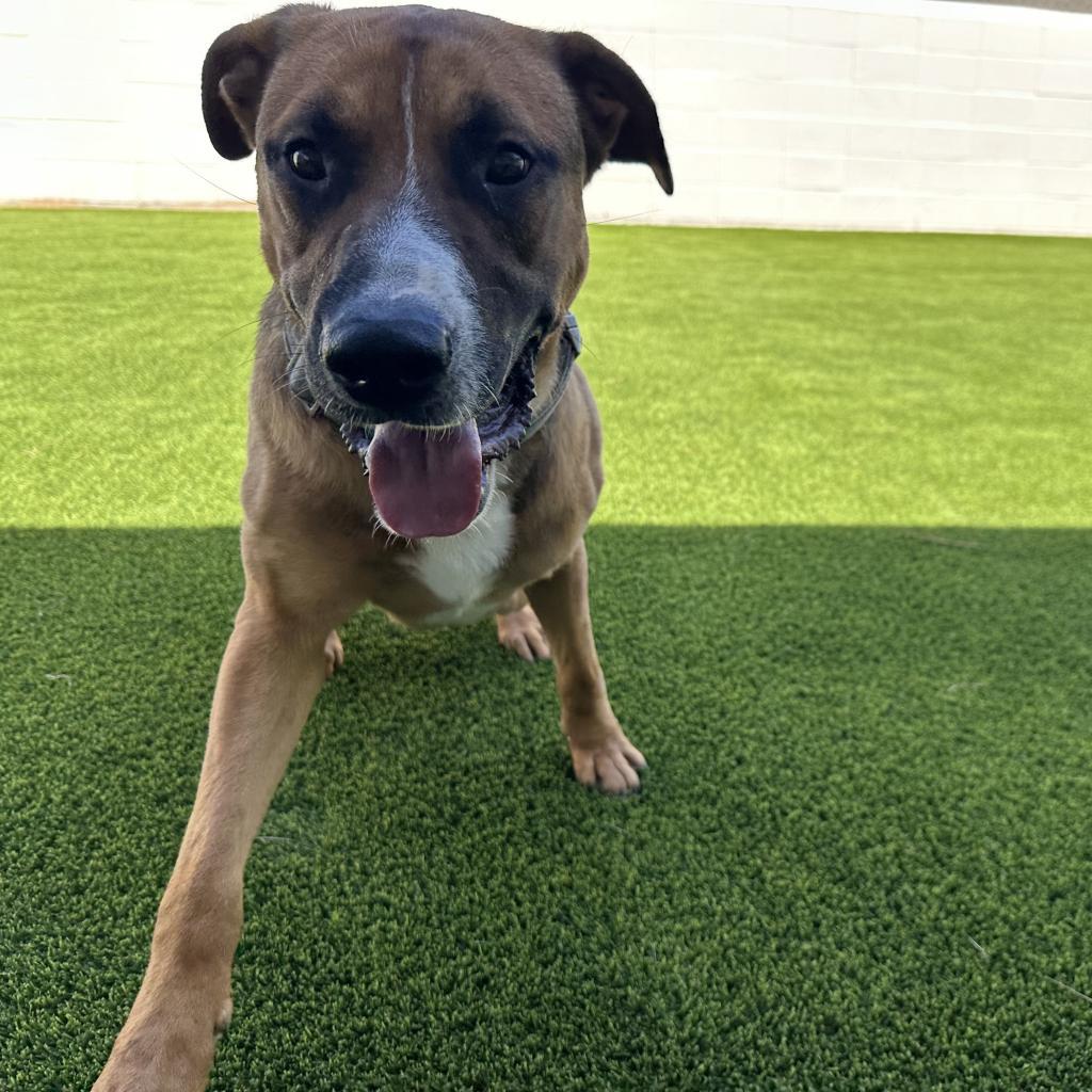 Duke, an adoptable German Shepherd Dog in LOXAHATCHEE, FL, 33470 | Photo Image 6