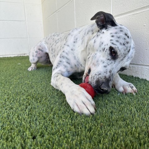 Pepper, an adoptable Terrier, Dalmatian in LOXAHATCHEE, FL, 33470 | Photo Image 3