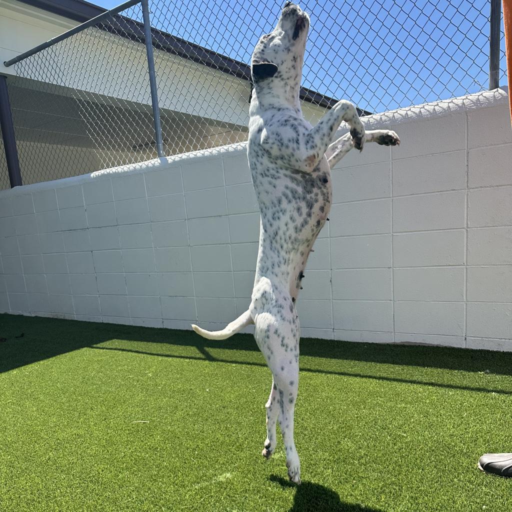 Pepper, an adoptable Terrier, Dalmatian in LOXAHATCHEE, FL, 33470 | Photo Image 3