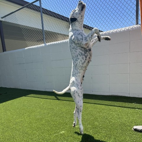 Pepper, an adoptable Terrier, Dalmatian in LOXAHATCHEE, FL, 33470 | Photo Image 5