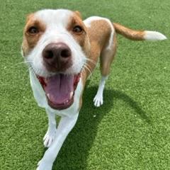 Buddy AKA Spruce, an adoptable Labrador Retriever in LOXAHATCHEE, FL, 33470 | Photo Image 4