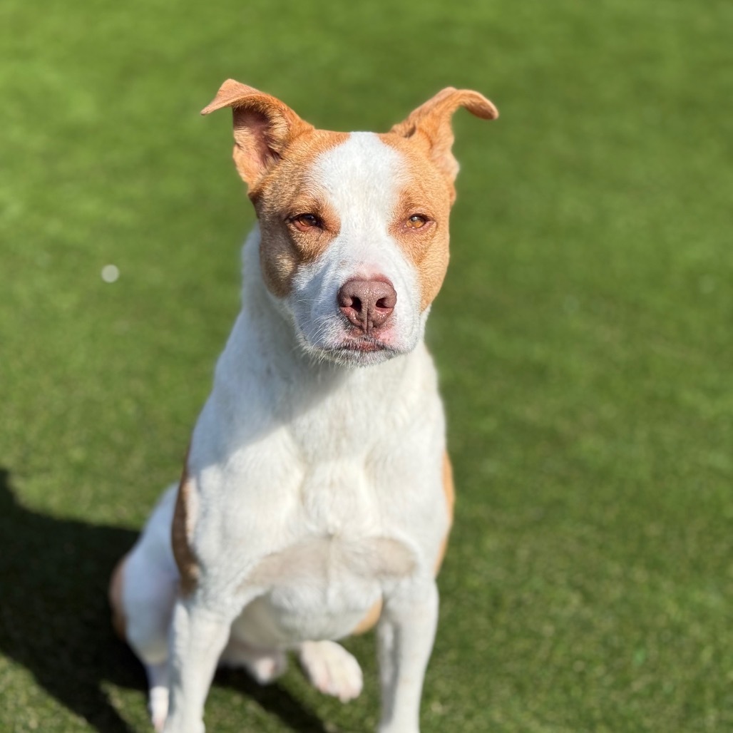 Buddy AKA Spruce, an adoptable Labrador Retriever in LOXAHATCHEE, FL, 33470 | Photo Image 1