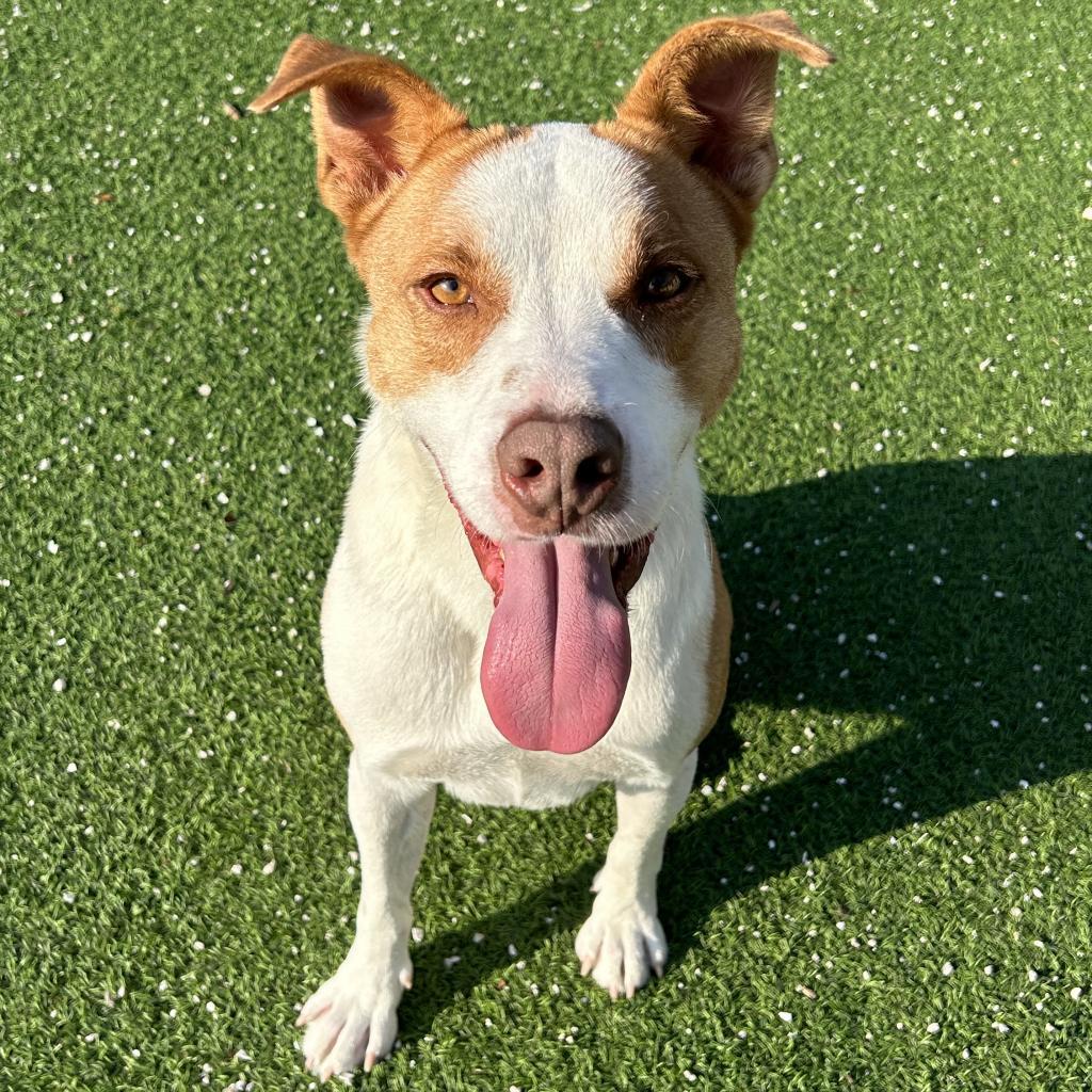 Buddy AKA Spruce, an adoptable Labrador Retriever in LOXAHATCHEE, FL, 33470 | Photo Image 5