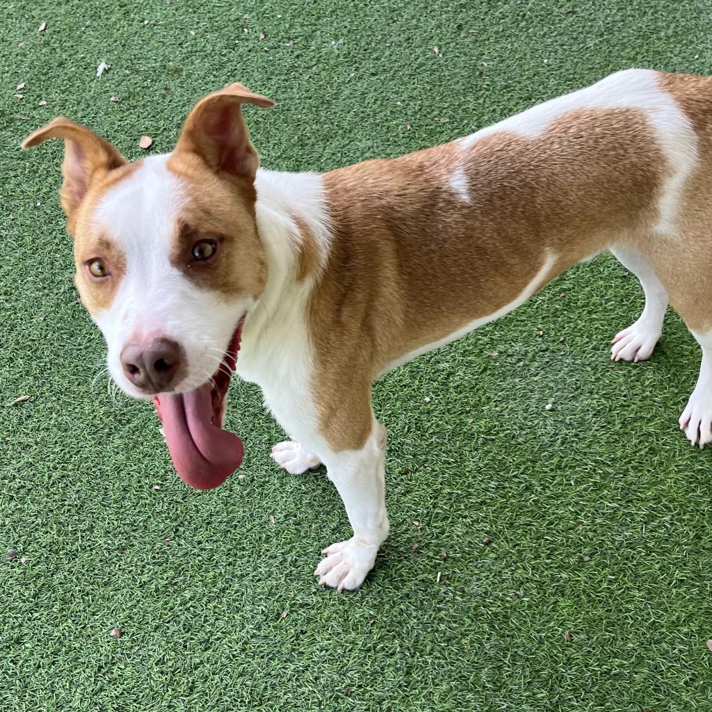 Buddy AKA Spruce, an adoptable Labrador Retriever in LOXAHATCHEE, FL, 33470 | Photo Image 6
