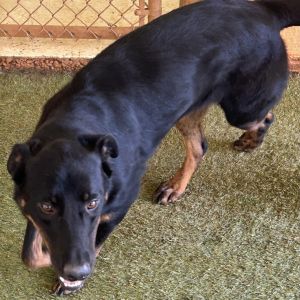 Sage, Adult Female Black Labrador Retriever
