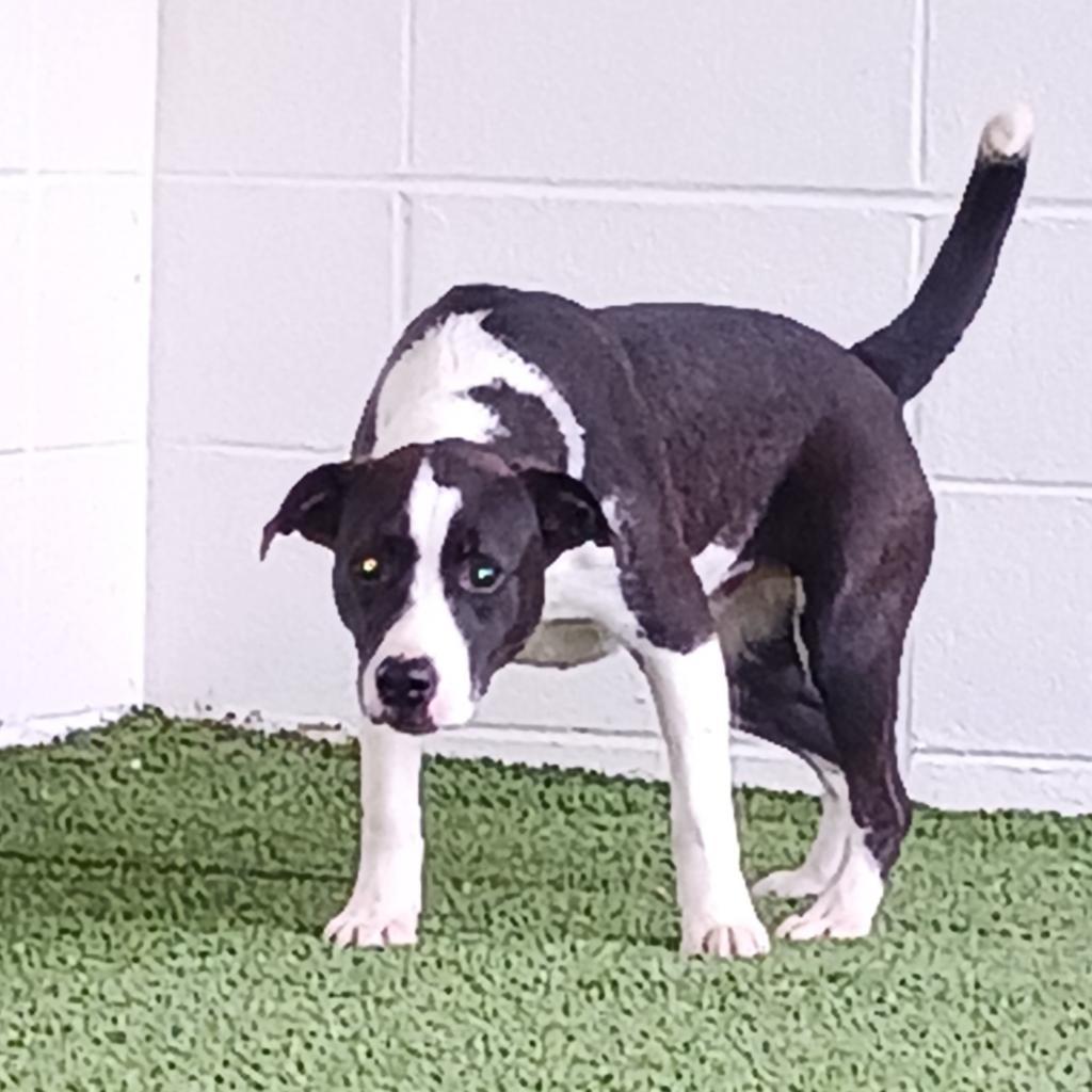 Bailey 1532, an adoptable Labrador Retriever in LOXAHATCHEE, FL, 33470 | Photo Image 2