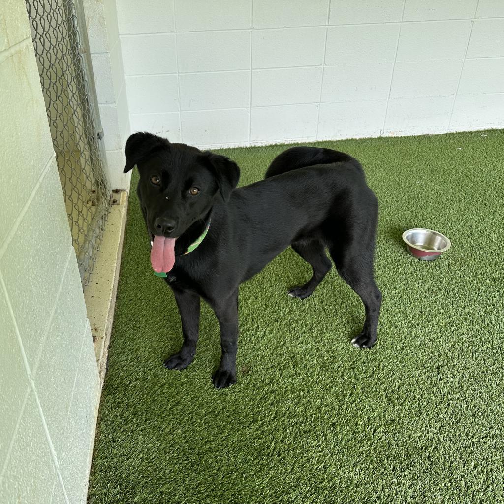Miley, an adoptable Black Labrador Retriever in LOXAHATCHEE, FL, 33470 | Photo Image 2