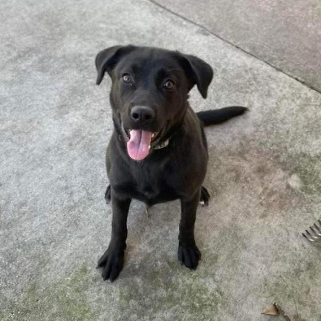 Miley, an adoptable Black Labrador Retriever in LOXAHATCHEE, FL, 33470 | Photo Image 5