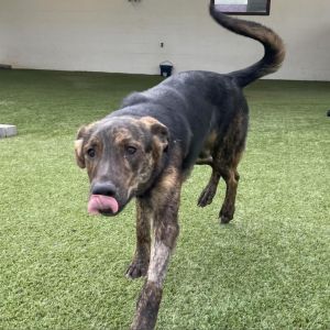 Milo, Adult Male Terrier