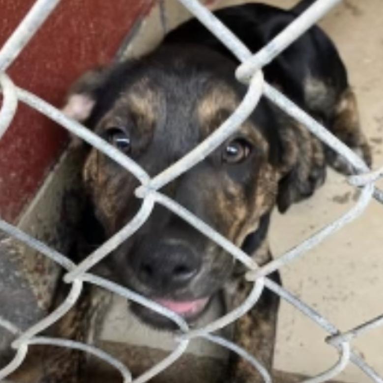 Milo, an adoptable Terrier in LOXAHATCHEE, FL, 33470 | Photo Image 3