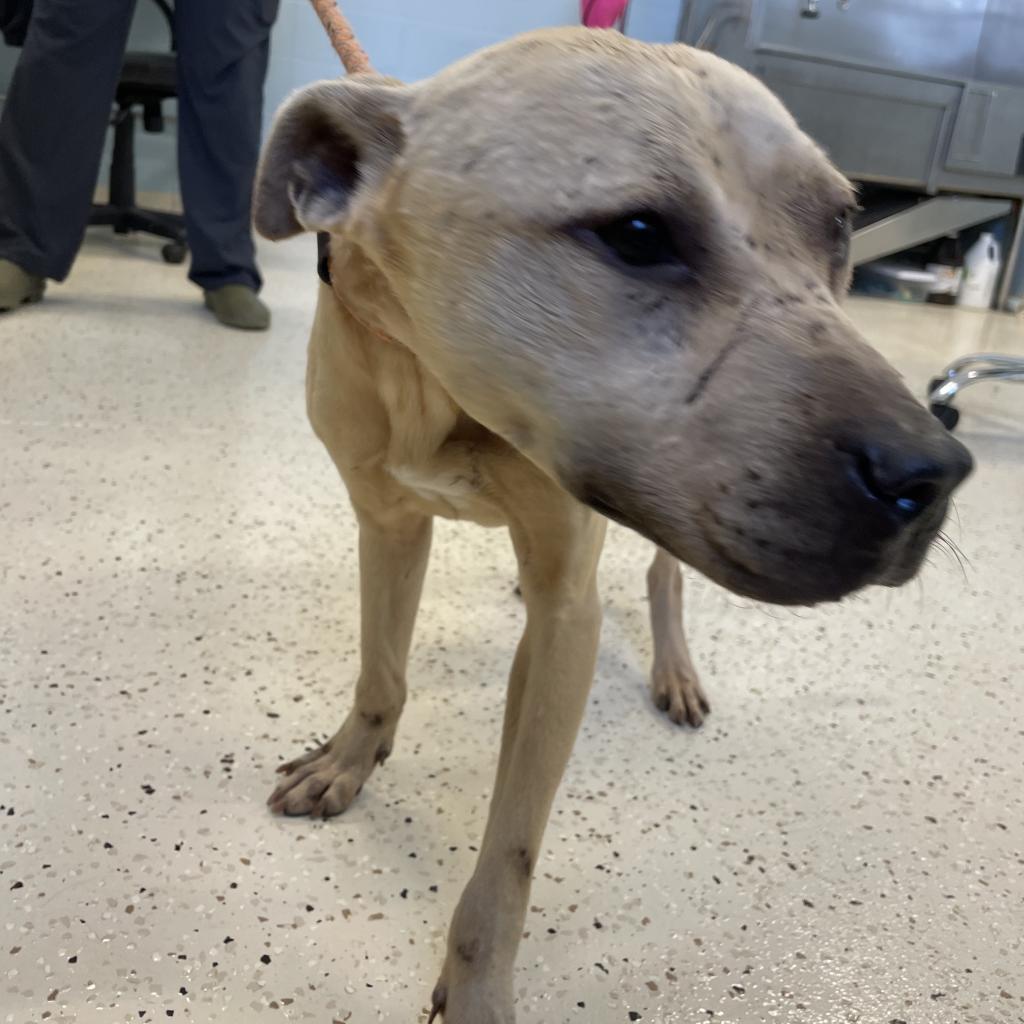 Mikey 8345, an adoptable Mixed Breed in LOXAHATCHEE, FL, 33470 | Photo Image 4