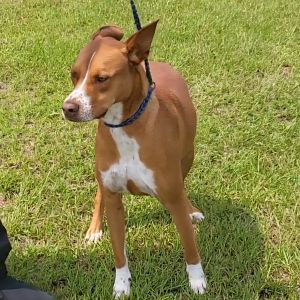 Red, Adult Male Hound