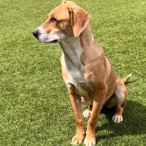 Mavis, Adult Female Hound