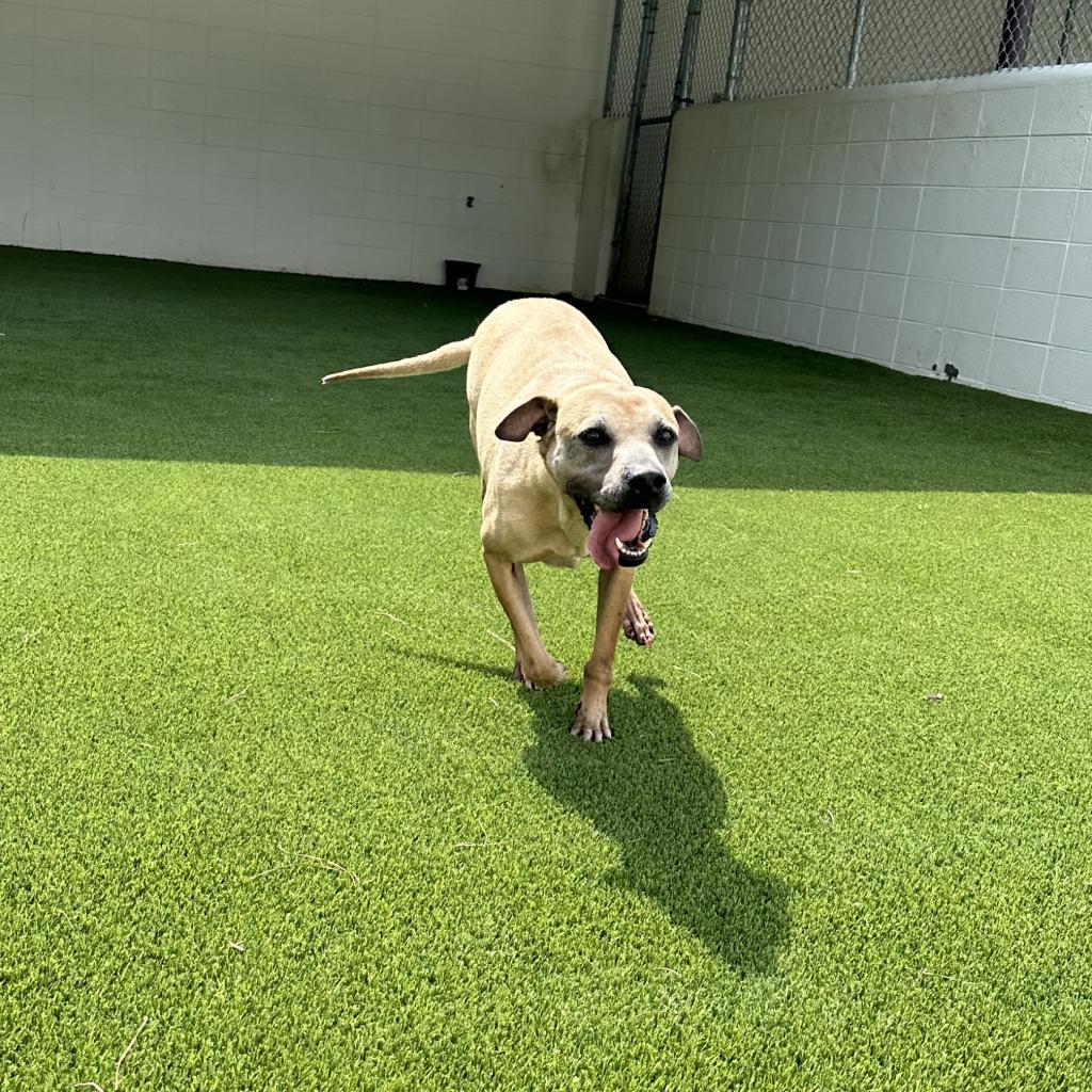 Roxie 4229, an adoptable Shar-Pei in LOXAHATCHEE, FL, 33470 | Photo Image 3