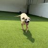 Roxie 4229 photo 3
