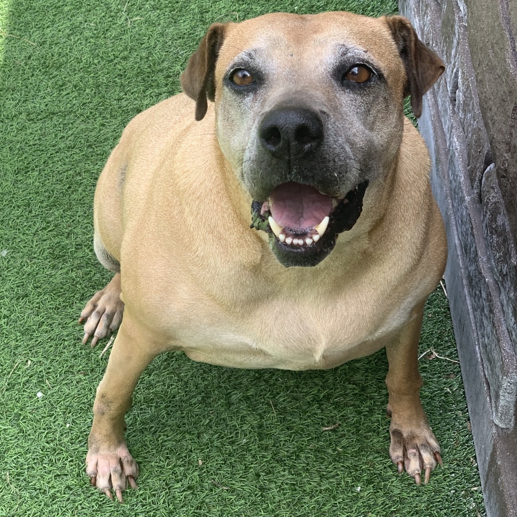 Roxie 4229, an adoptable Shar-Pei in LOXAHATCHEE, FL, 33470 | Photo Image 1