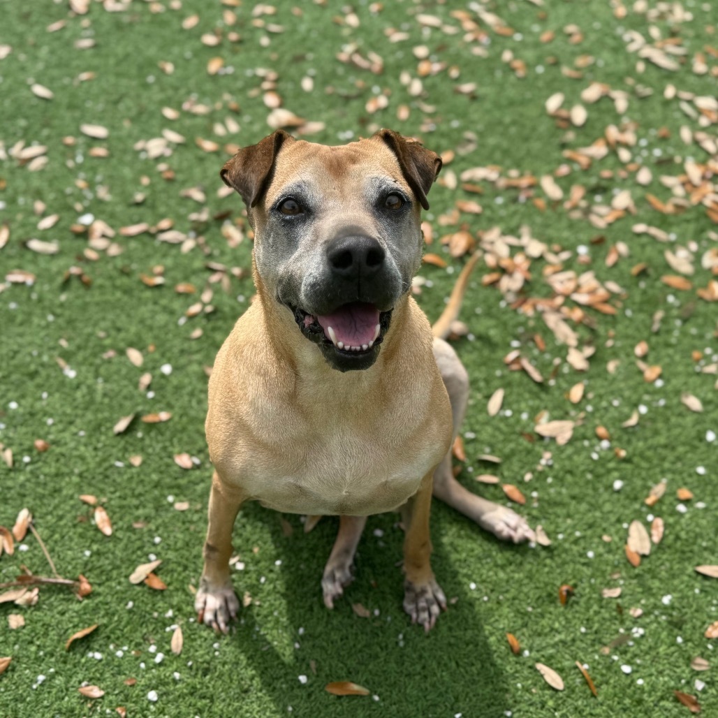 Roxie 4229, an adoptable Shar-Pei in LOXAHATCHEE, FL, 33470 | Photo Image 1
