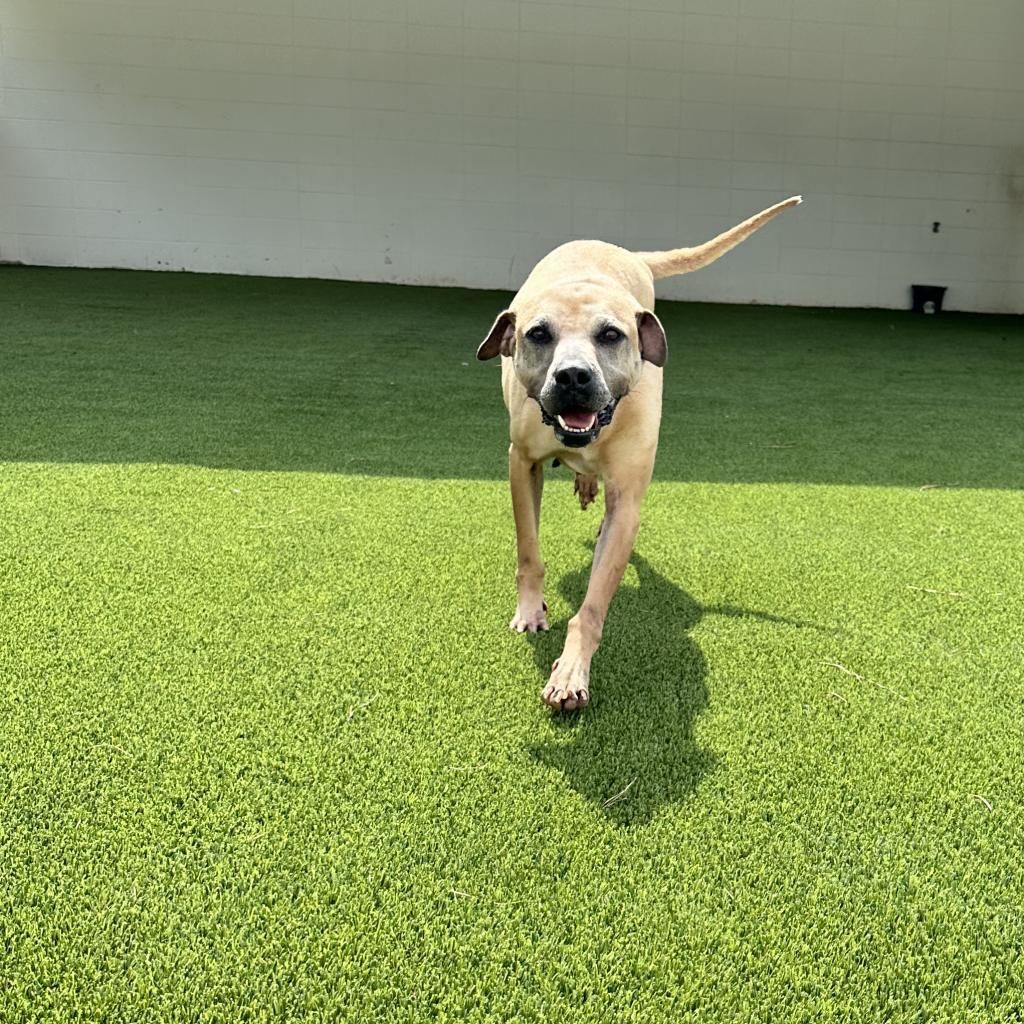 Roxie 4229, an adoptable Shar-Pei in LOXAHATCHEE, FL, 33470 | Photo Image 5