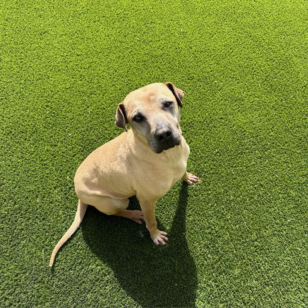 Roxie 4229, an adoptable Shar-Pei in LOXAHATCHEE, FL, 33470 | Photo Image 6