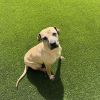 Roxie 4229 photo 6