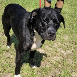 Tango, Adult Male Black Labrador Retriever