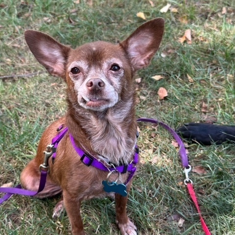 Toots, an adoptable Chihuahua in Springfield, MO_image-2