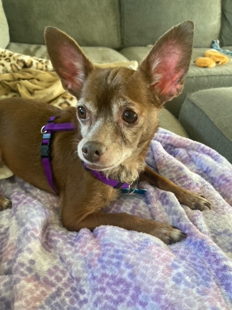Toots, an adoptable Chihuahua in Springfield, MO_image-1