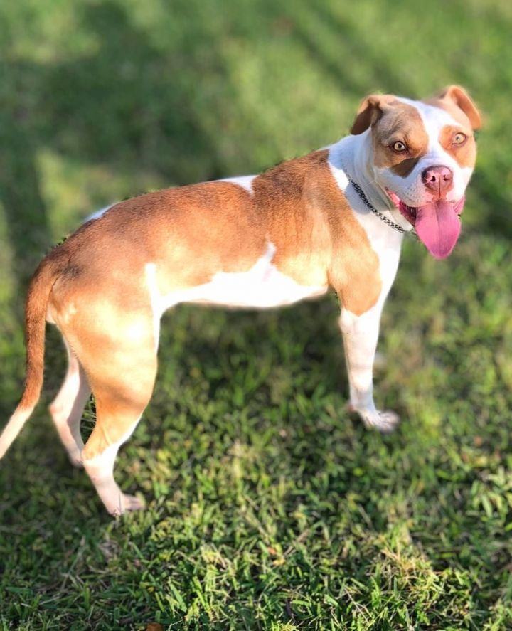 Hazel, an adoptable Boxer & American Bully Mix in Cypress, TX_image-6