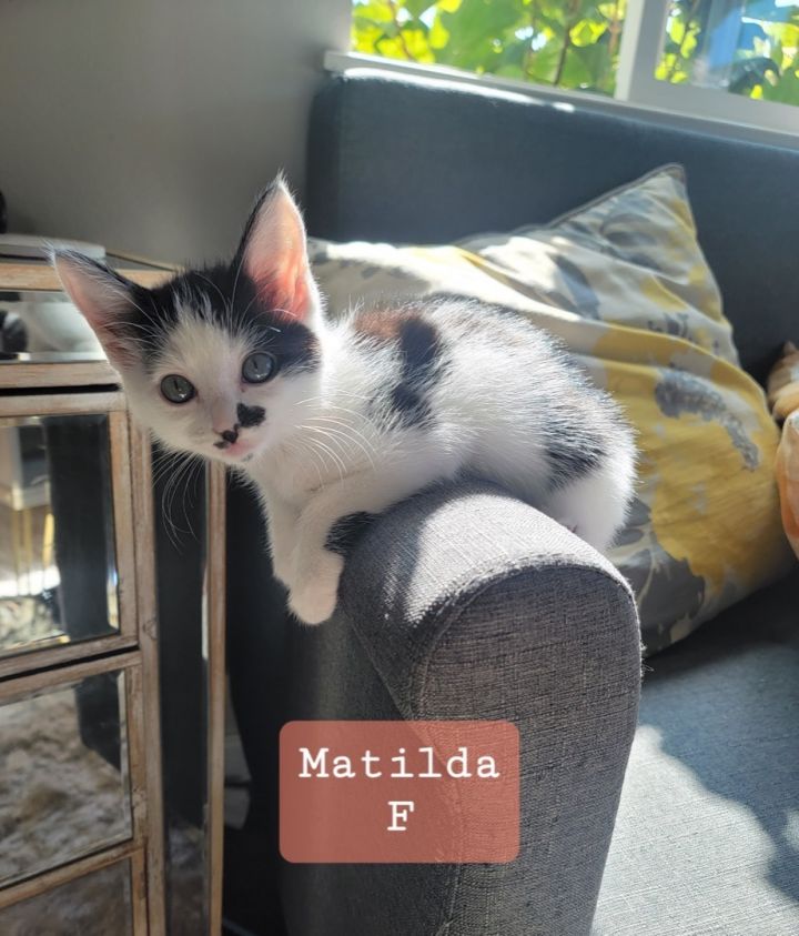 Matilda 2