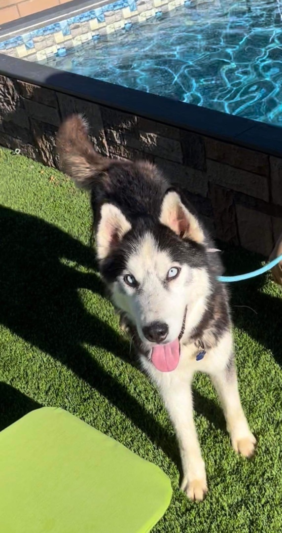 Help! Evan needs a foster / adopter! , an adoptable Siberian Husky in Rancho Cucamonga, CA_image-3