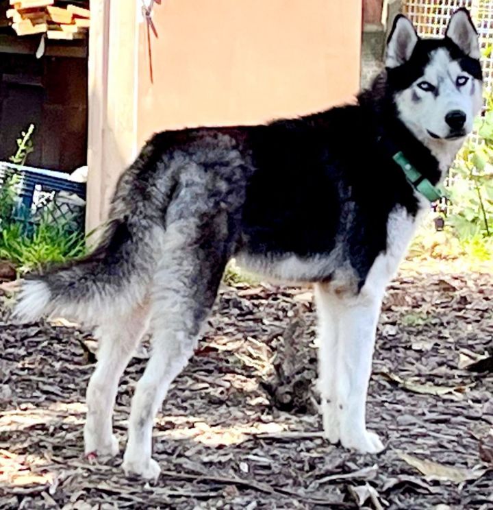 Help! Evan needs a foster / adopter!  5