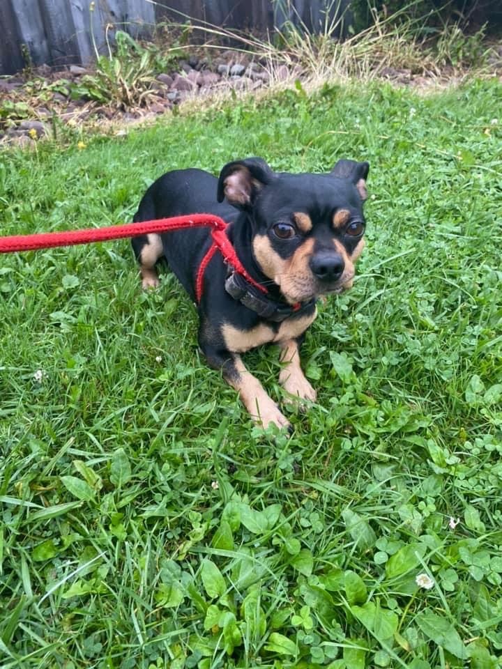 Micah, an adoptable Pug Mix in North Syracuse, NY_image-2