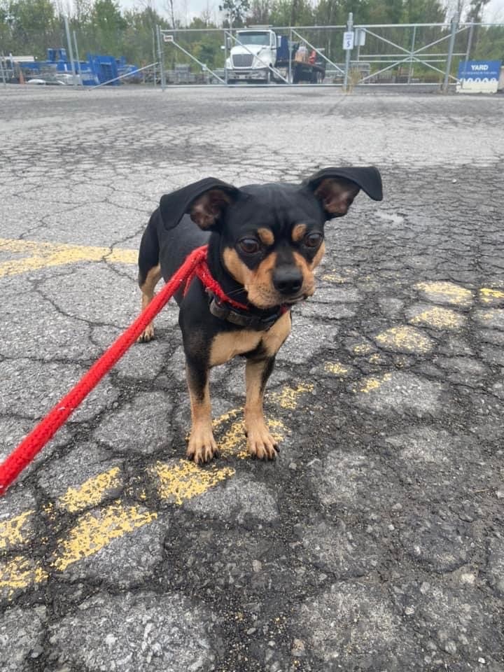 Micah, an adoptable Pug Mix in North Syracuse, NY_image-3