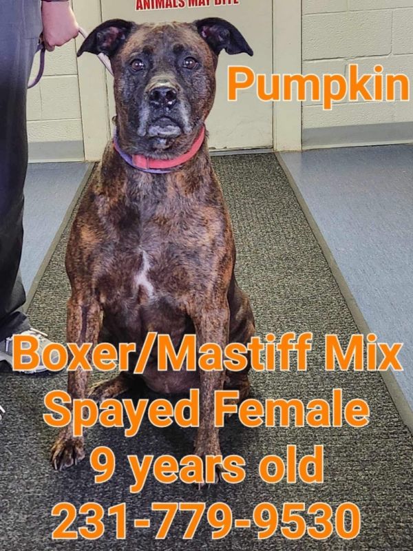 Dogs at Wexford County Animal Shelter Shelter Animal