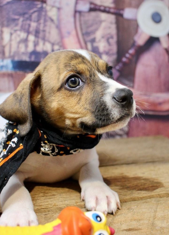 Peter Pan, an adopted Beagle Mix in Sevierville, TN_image-5