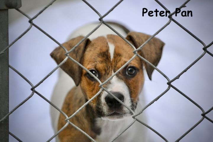 Peter Pan, an adopted Beagle Mix in Sevierville, TN_image-1