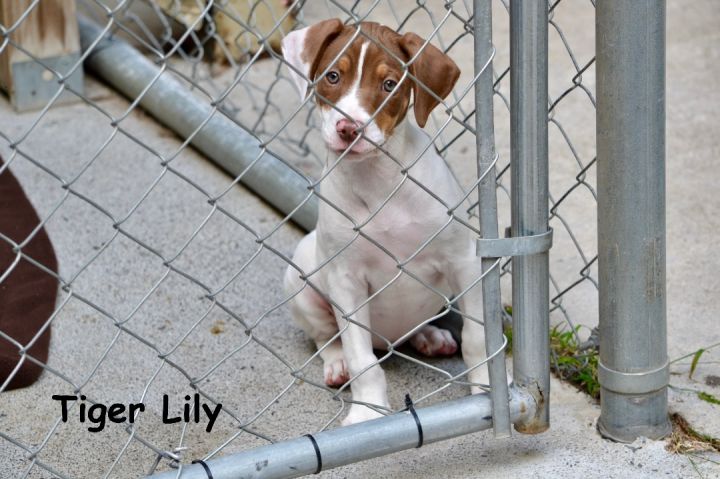 Tiger Lily, an adopted Beagle Mix in Sevierville, TN_image-1