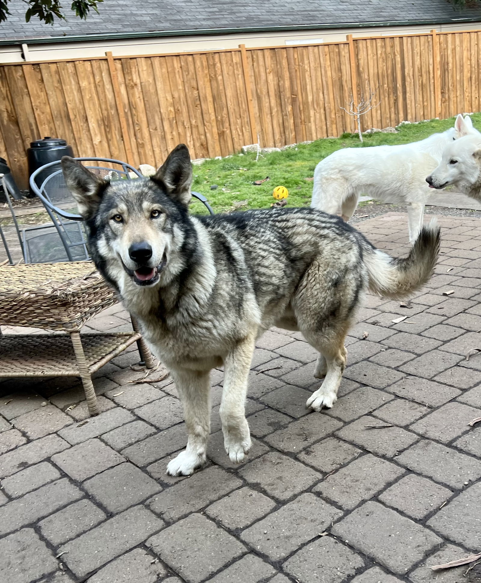 COURTESY POST: Abram, an adoptable Alaskan Malamute, German Shepherd Dog in Alturas, CA, 96101 | Photo Image 1