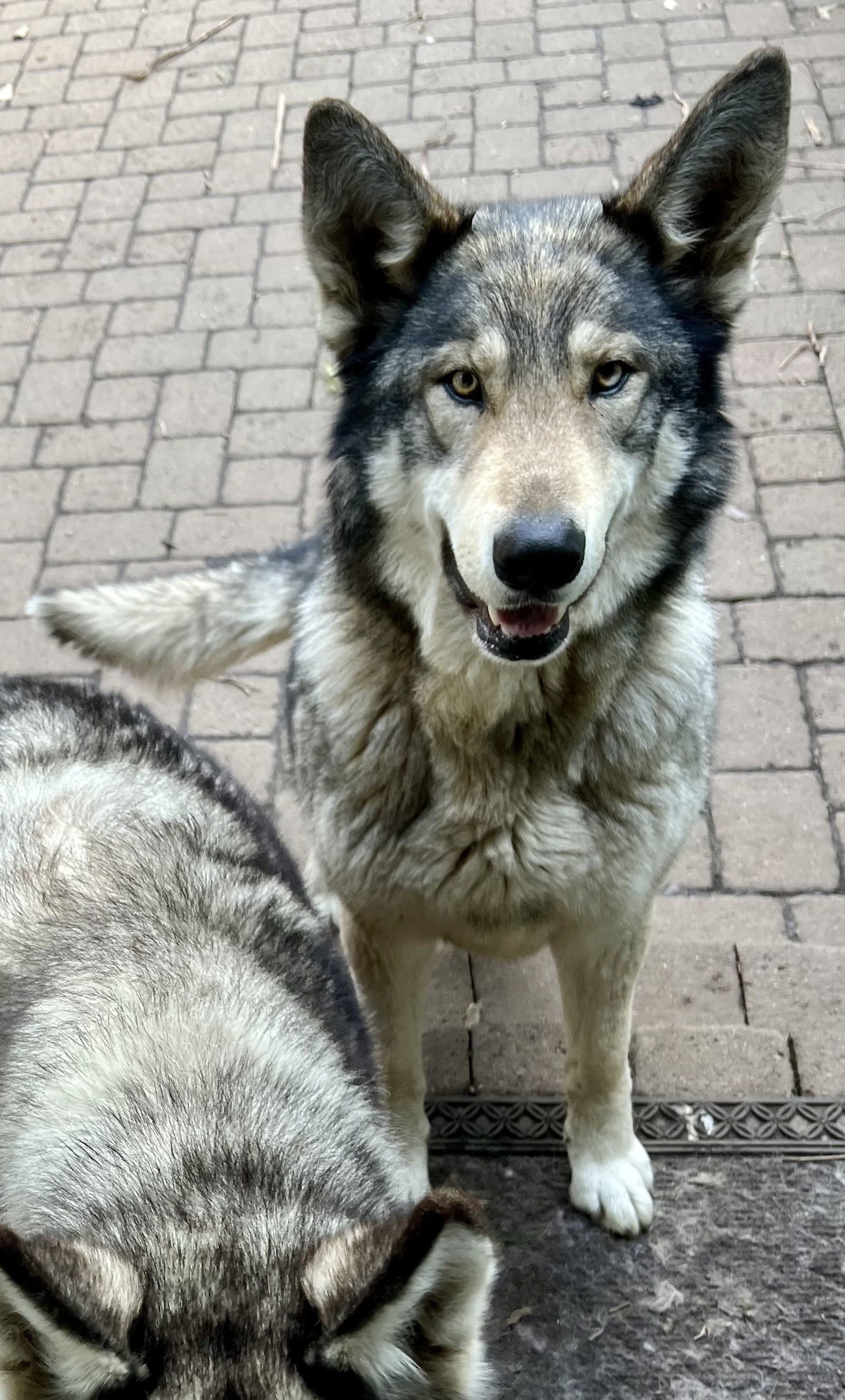 COURTESY POST: Abram, an adoptable Alaskan Malamute, German Shepherd Dog in Alturas, CA, 96101 | Photo Image 2