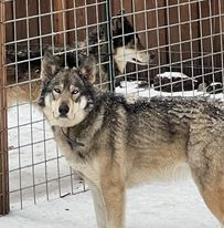 COURTESY POST FOR EUGENE OREGON: Abram, an adoptable Alaskan Malamute, German Shepherd Dog in Alturas, CA, 96101 | Photo Image 3