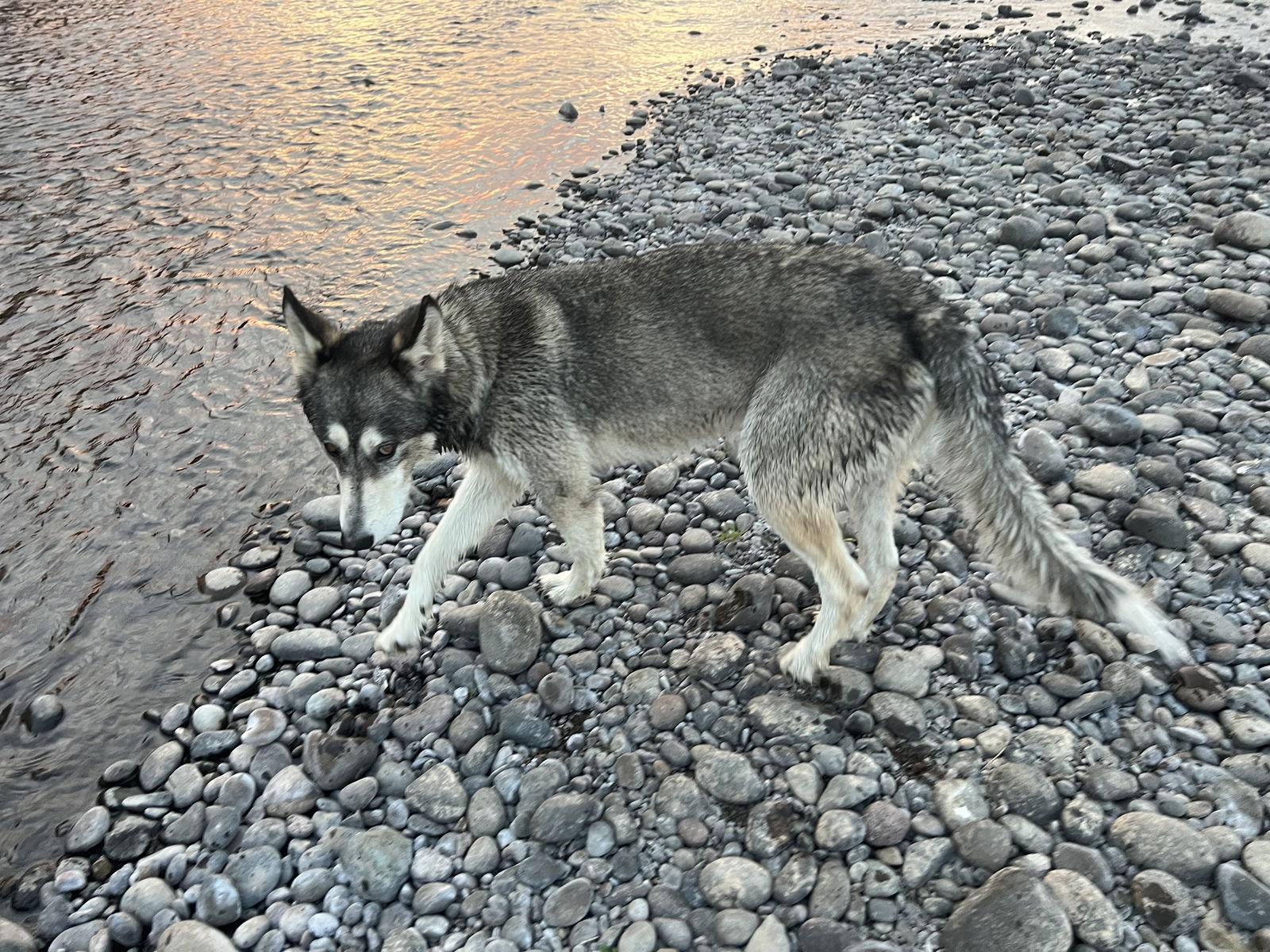 COURTESY POST: Bradley, an adoptable Alaskan Malamute, Husky in Alturas, CA, 96101 | Photo Image 1