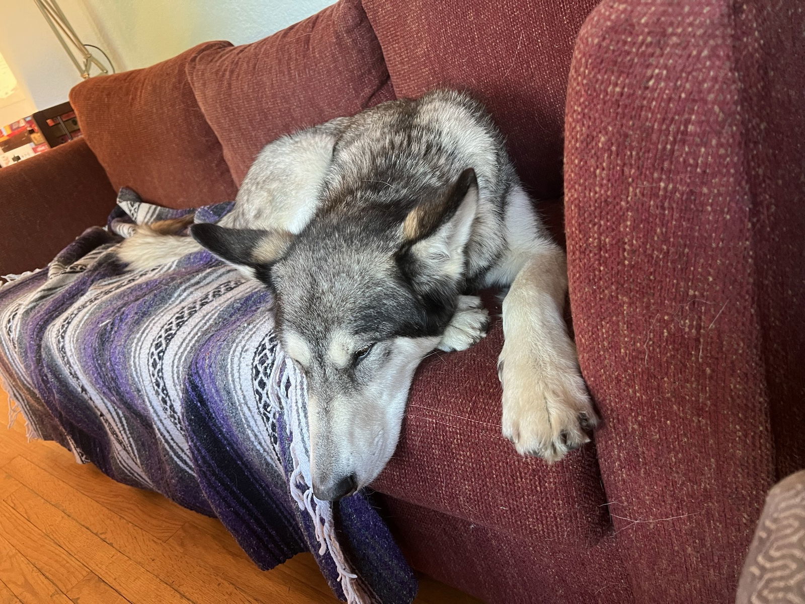 COURTESY POST FOR EUGENE OREGON: Bradley, an adoptable Alaskan Malamute, German Shepherd Dog in Alturas, CA, 96101 | Photo Image 2