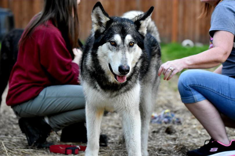 COURTESY POST FOR EUGENE OREGON: Bradley, an adoptable Alaskan Malamute, German Shepherd Dog in Alturas, CA, 96101 | Photo Image 3