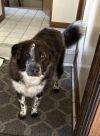 URGENT - Foster Meatball