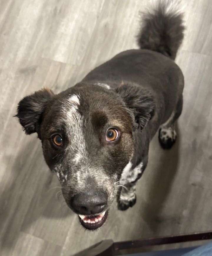 URGENT - Foster Meatball 4