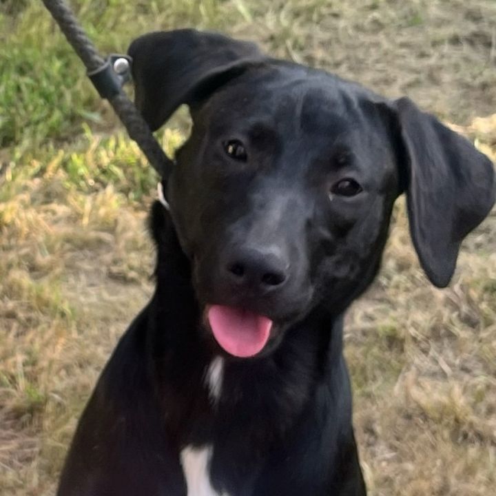 Dog for adoption - Skylar , a Labrador Retriever & Shepherd Mix in ...