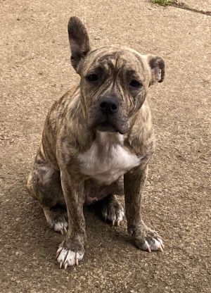 Cleveland Browns Help 82 Ohio Puppies Get Adopted, Look At Them!!!